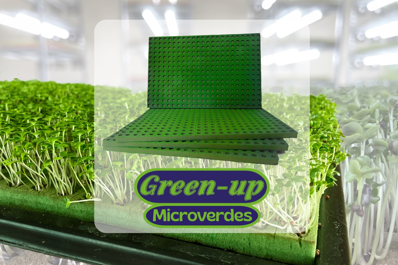 Green-up Microgreens
