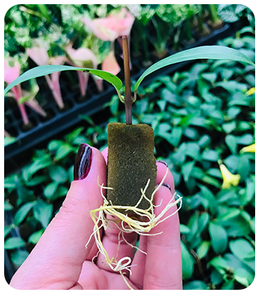 mudas-fortes-para-flores