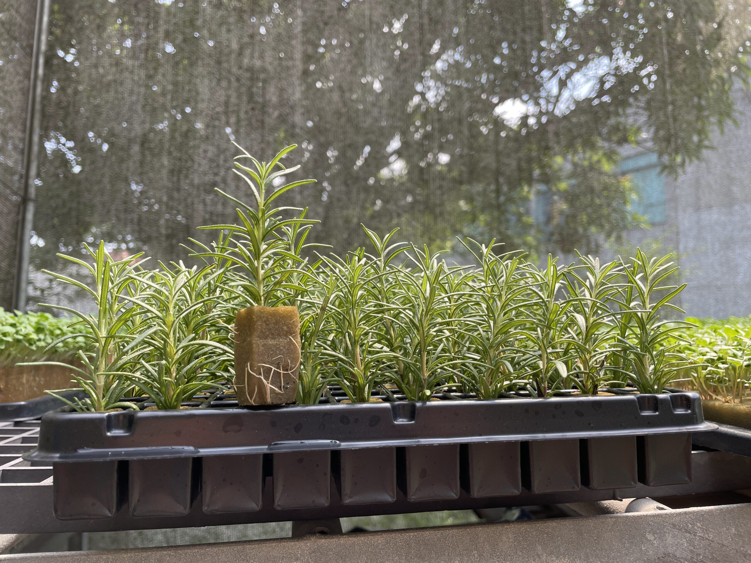 plantio-com-espuma-fenolica