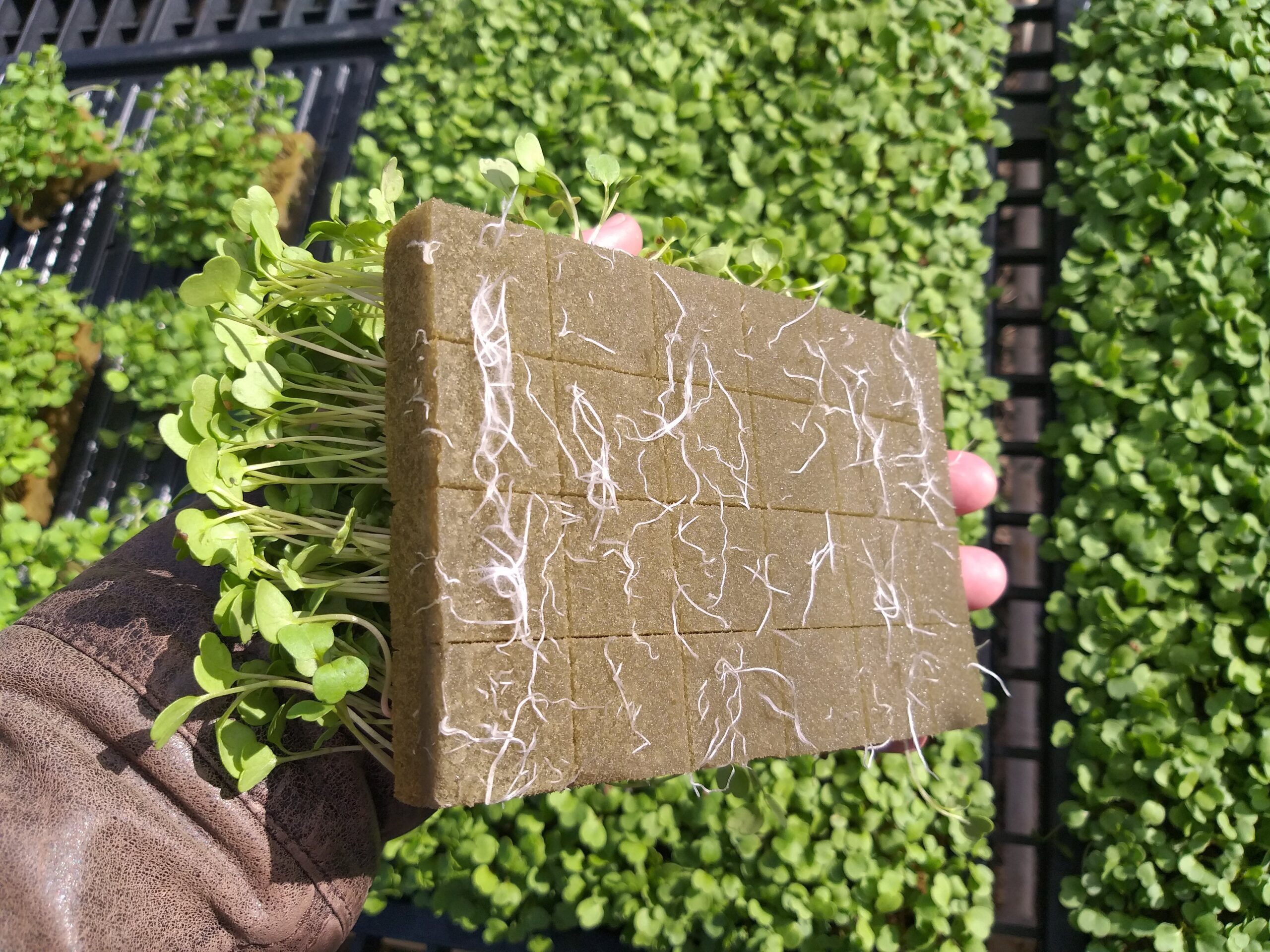 substrato-para-germinacao-de-hortalicas