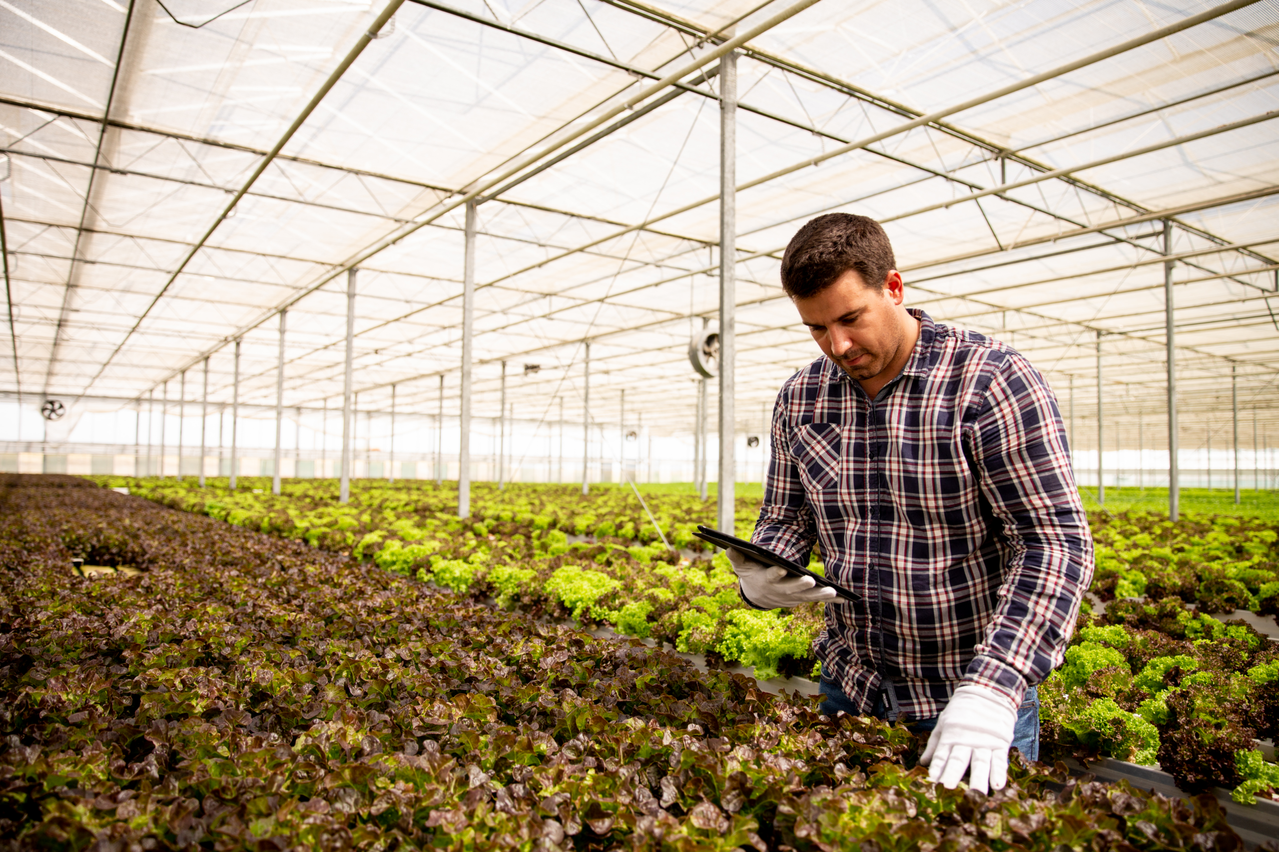 espuma-fenolica-substrato-tradicional