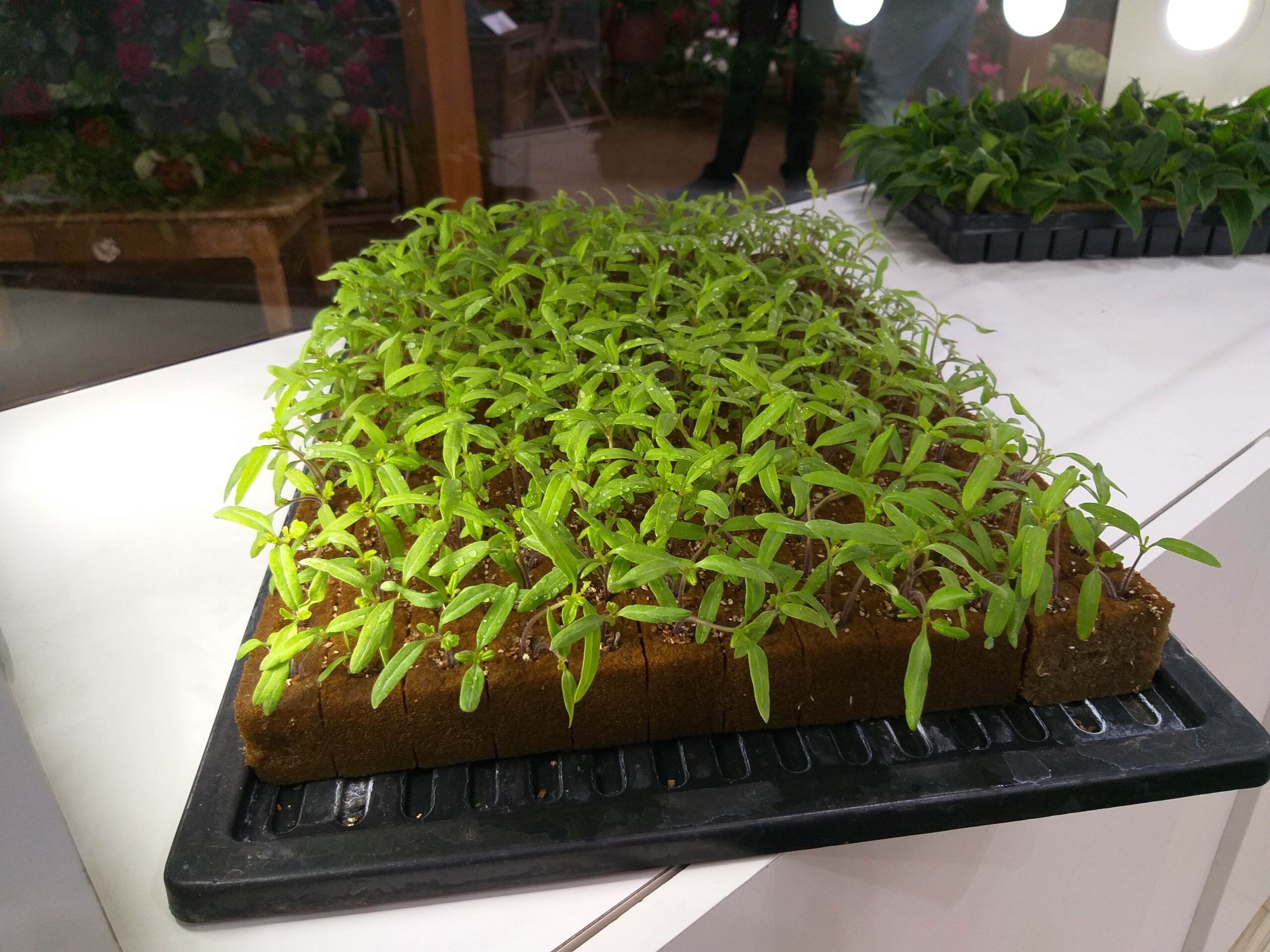 hortitec-2026-topicos-feira