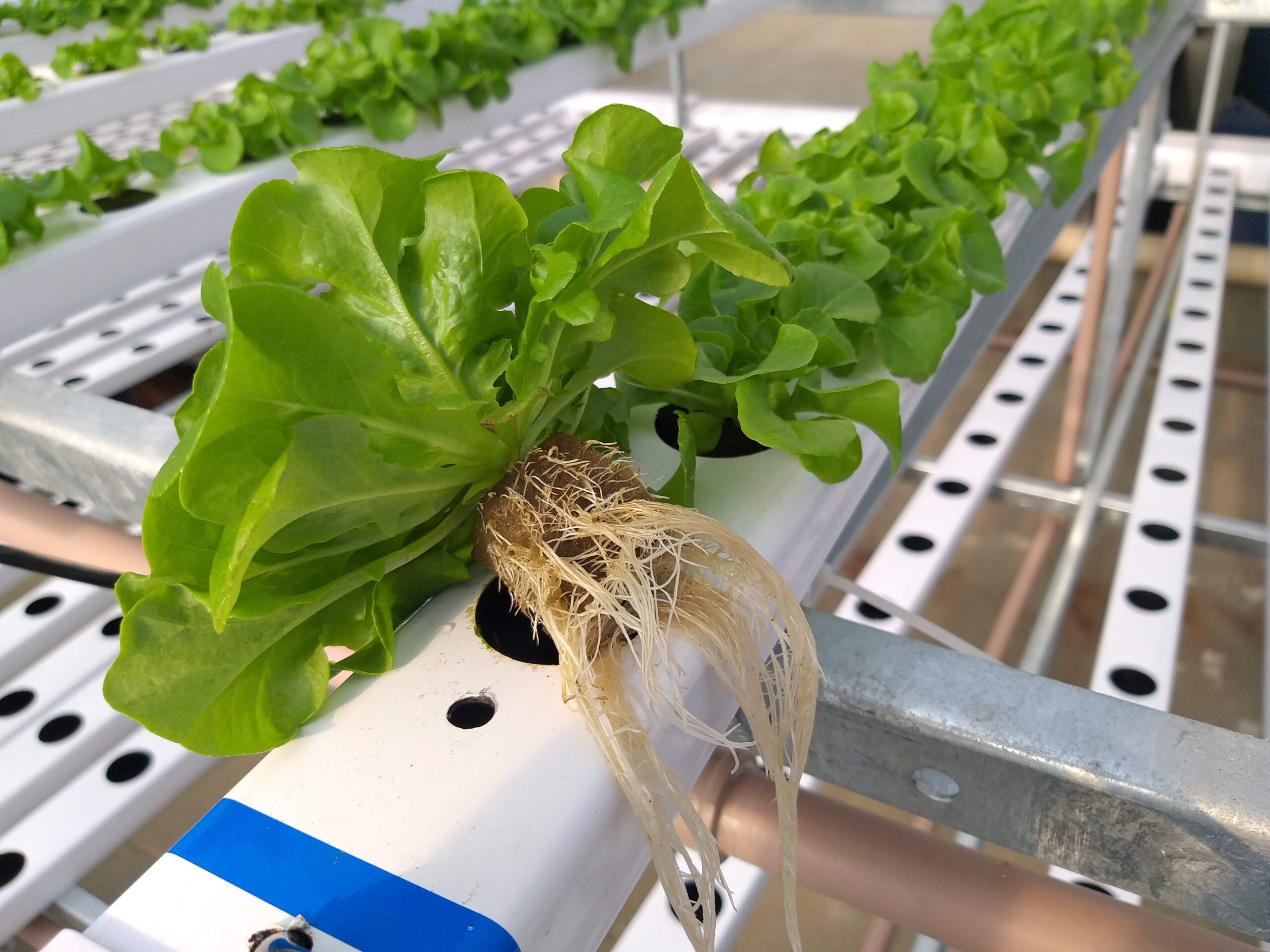 hortitec-2026-tecnologias-cultivo-protegido